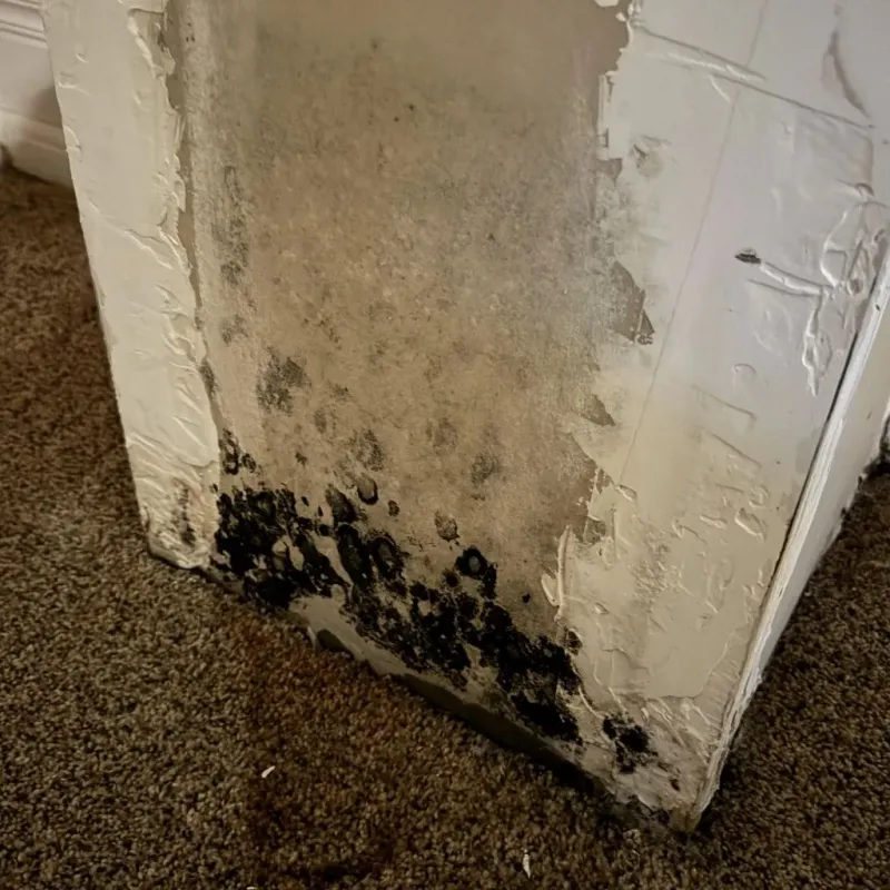Professional Mold Removal in Gallatin, TN